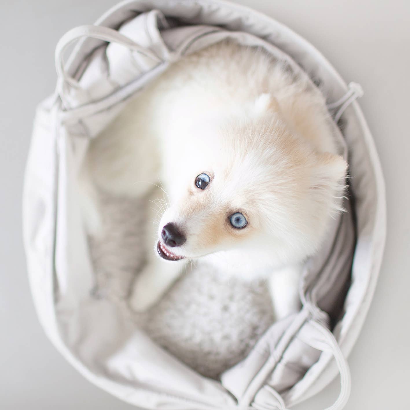 Lambwolf Collective - OLLA // PETITE PET CARRYCOT // DOG &amp; CAT CARRIER: Camel