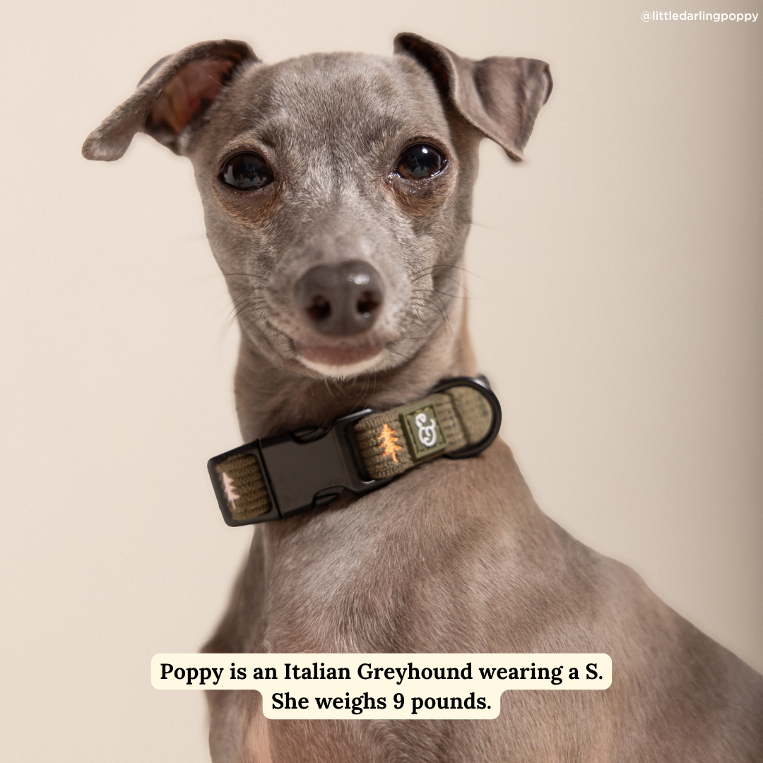 Lucy &amp; Co. - Take a Hike Corduroy Collar