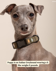 Lucy & Co. - Take a Hike Corduroy Collar