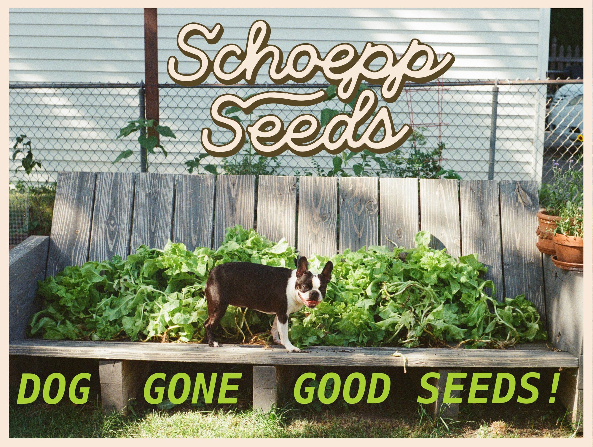 Schoepp Seeds - Schoepp Seeds (Dog Gone Good Seeds Line): Lettuce