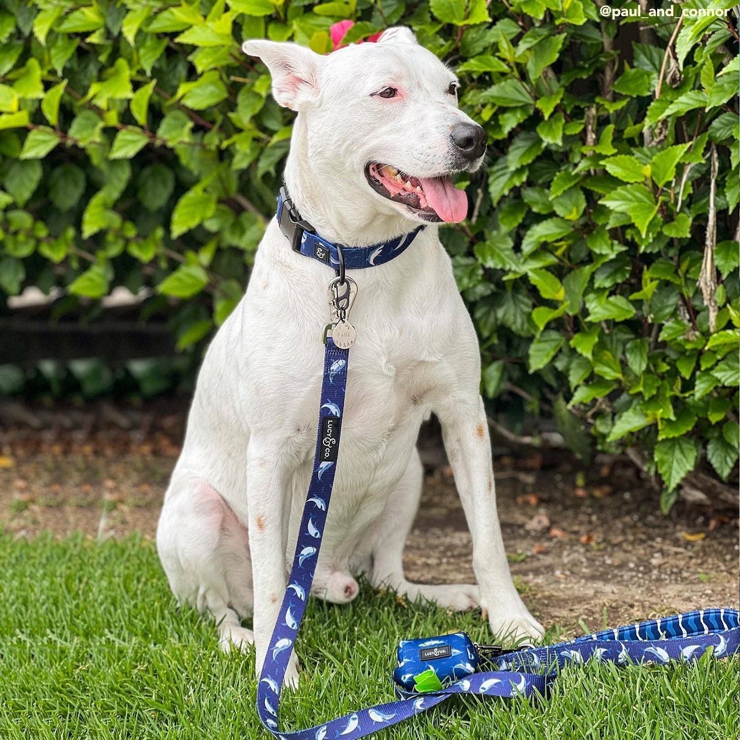 Lucy &amp; Co. - Shark Attack Poop Bag Holder