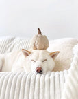 Lambwolf Boo Pumpkin Enrichment Toy