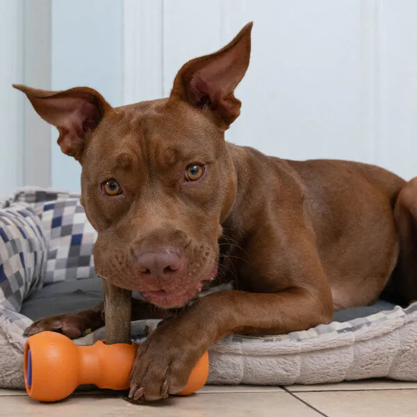 Bow wow dog 2024 shop