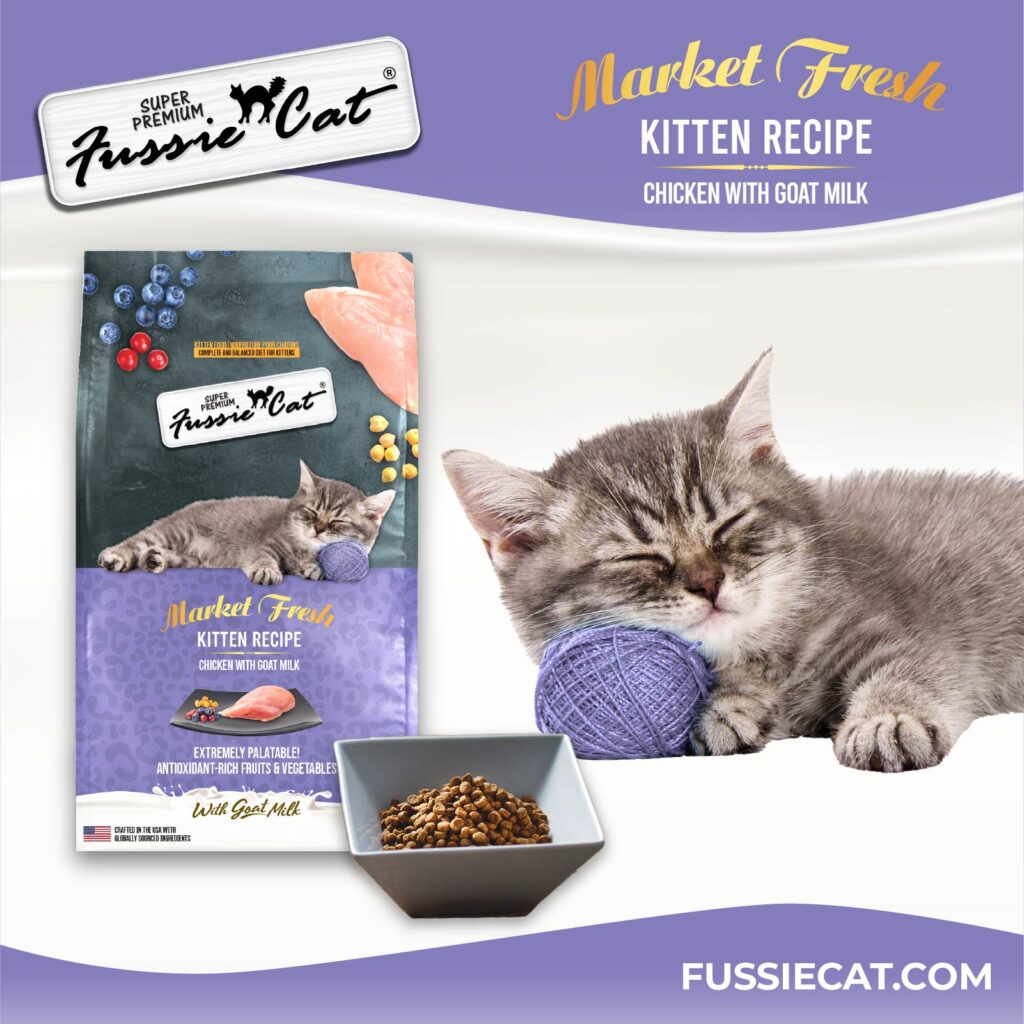 Fussie Cat Market Kitten