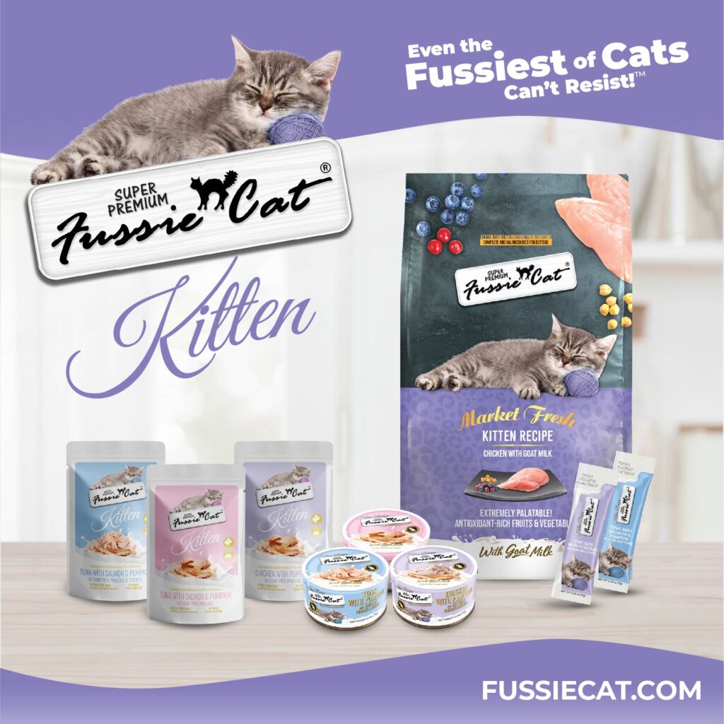 Fussie Cat Market Kitten