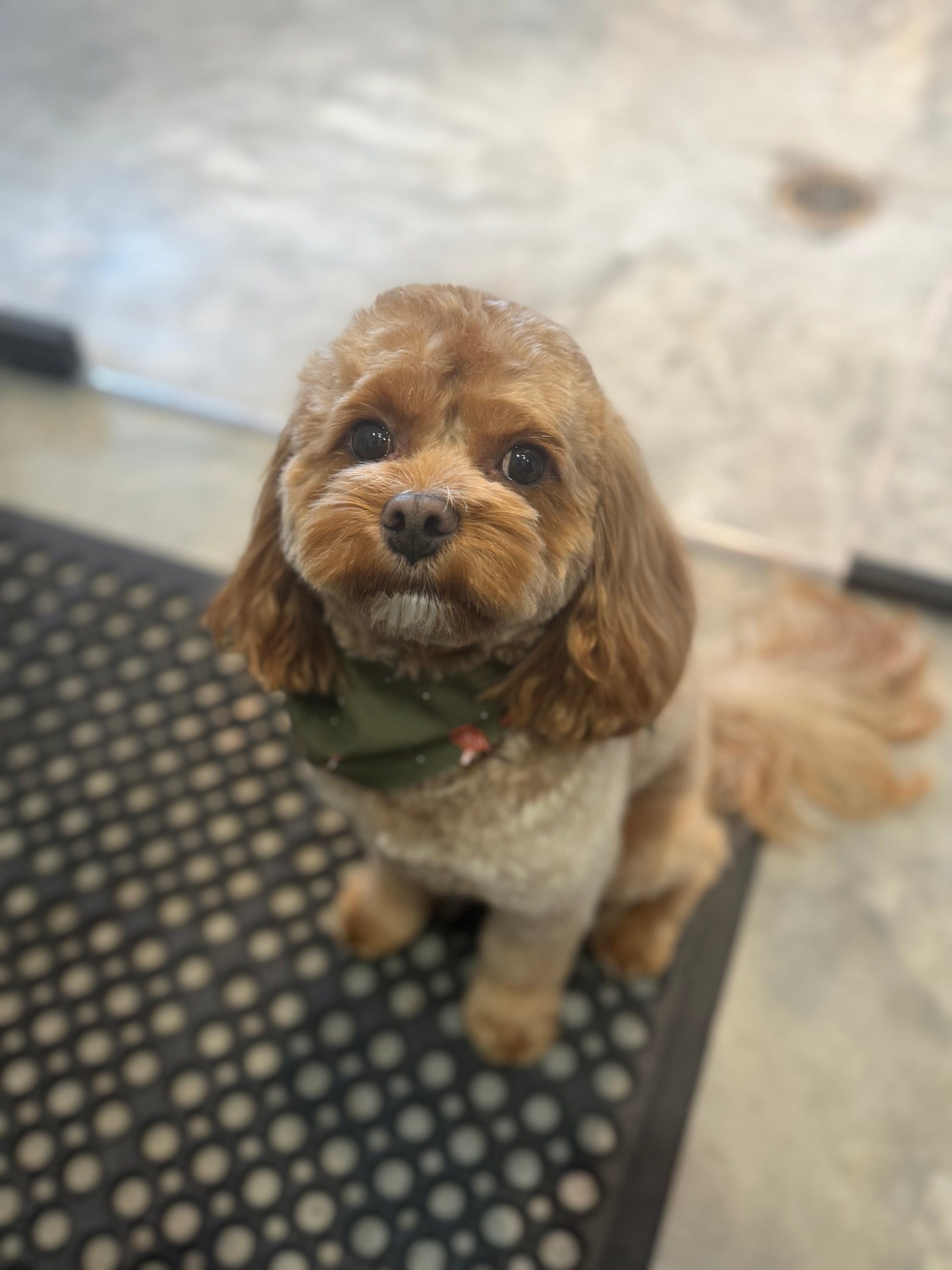 Private dog grooming salon in Nashville using non-toxic products
