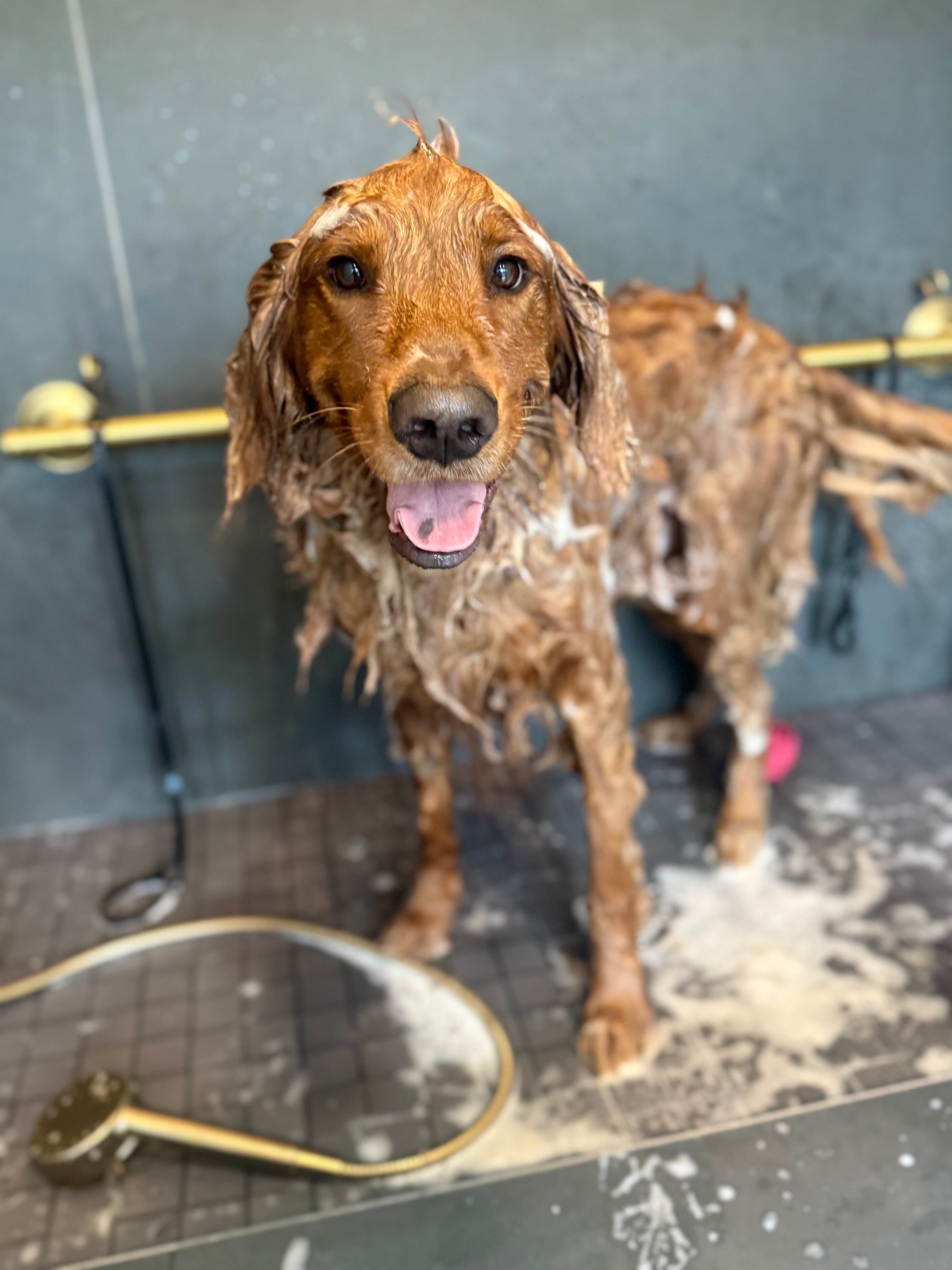 Private dog grooming salon in Nashville using non-toxic products
