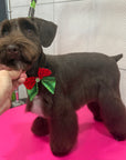 Grooming in Nashville, TN
