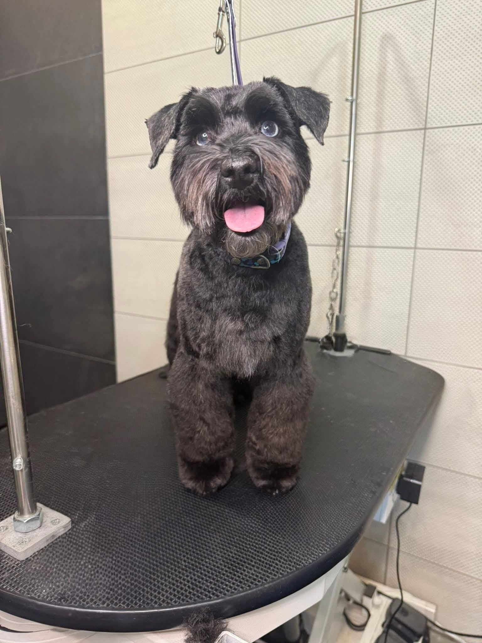 Fear-free one-on-one dog grooming in Nashville TN
