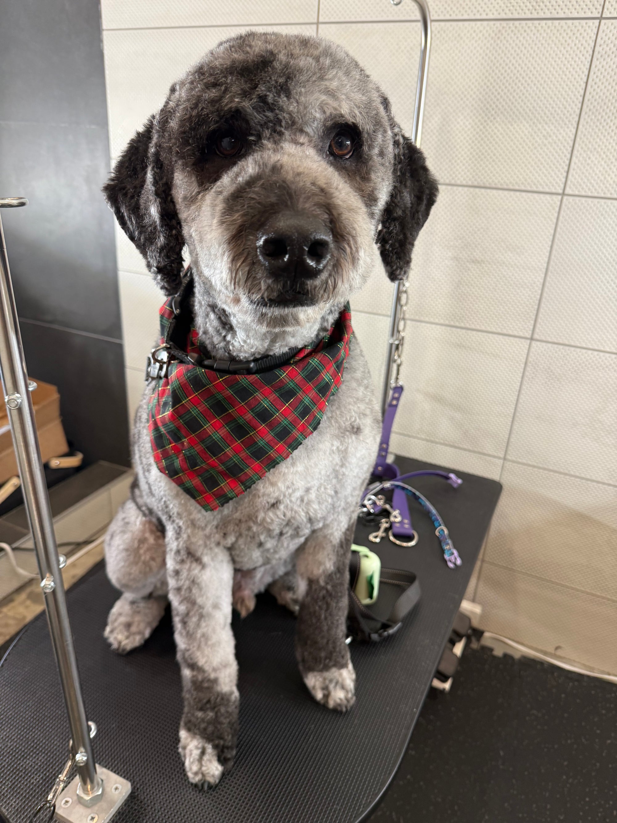 Fear-free one-on-one dog grooming in Nashville TN
