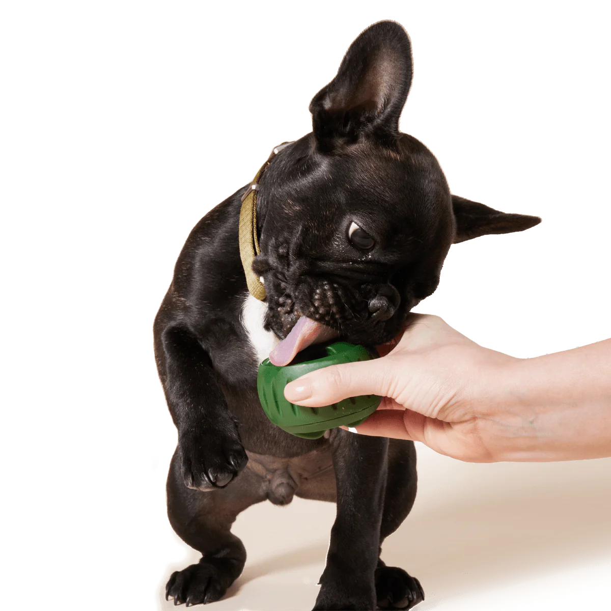 Woof Pupsicle Treat Mold for Dogs  Treats, Favorite recipes, Pupsicle