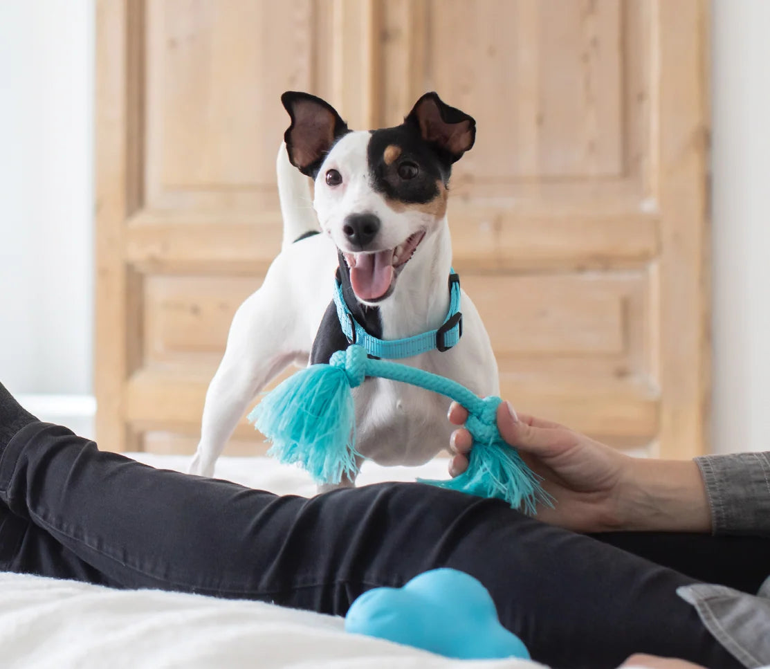 Open Farm Calming Supplement Chews for Dogs