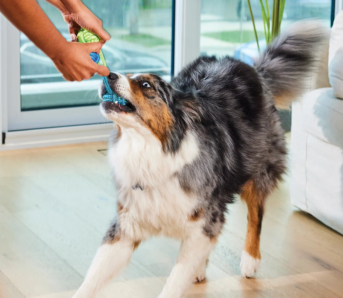 Open Farm Multi+ Supplement Chews for Dogs