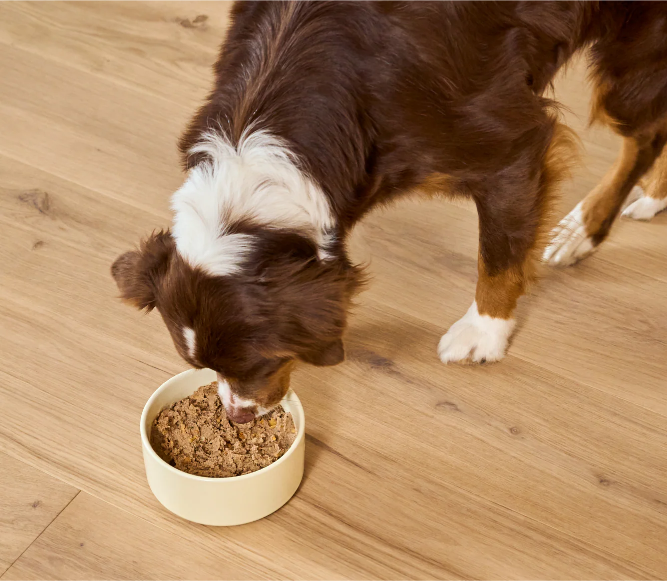 Open Farm Wild-Caught Whitefish &amp; Pollock Digestive Health Pâté for Dogs