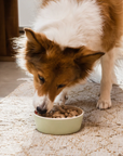 Open Farm Icelandic Herring & Salmon Oil For Dogs