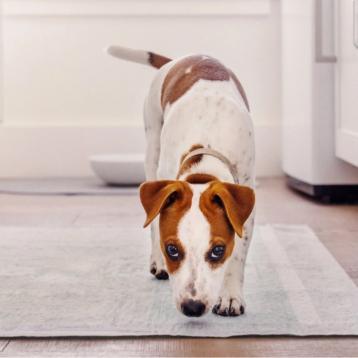 Earth Rated Dog Pee Pads With AbsorbShield™ Technology