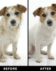 Pride + Groom Shampoo - The Shedder