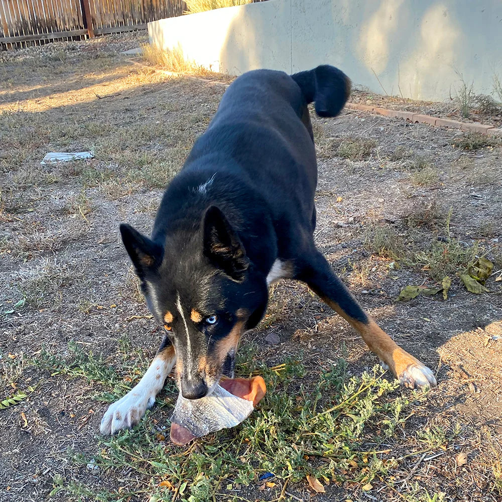 Icelandic Fish Ear Cod Skin Wrapped Pig Ear Dog Treat