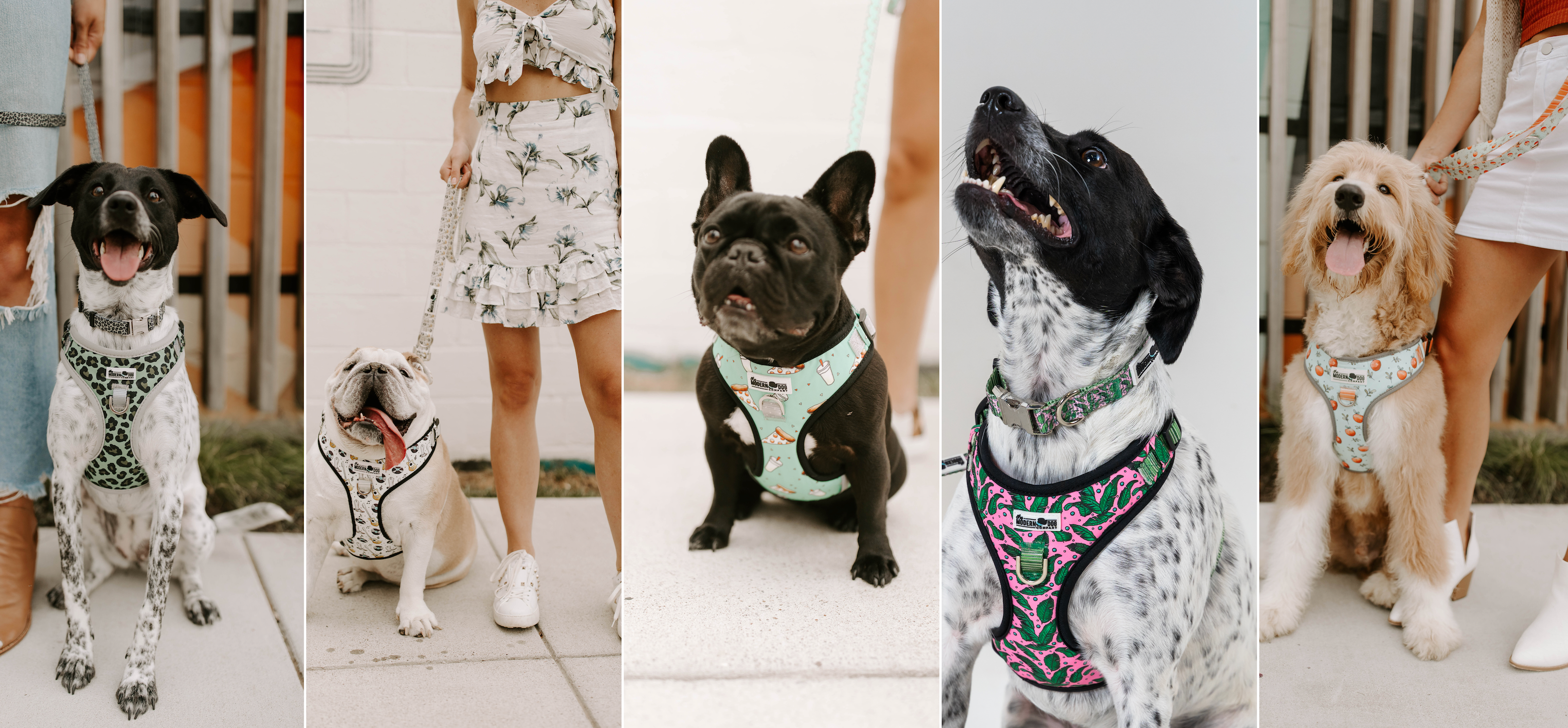 The Modern Dog Company