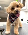 Grooming in Nashville, TN