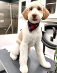 Grooming in Nashville, TN