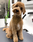 Grooming in Nashville, TN