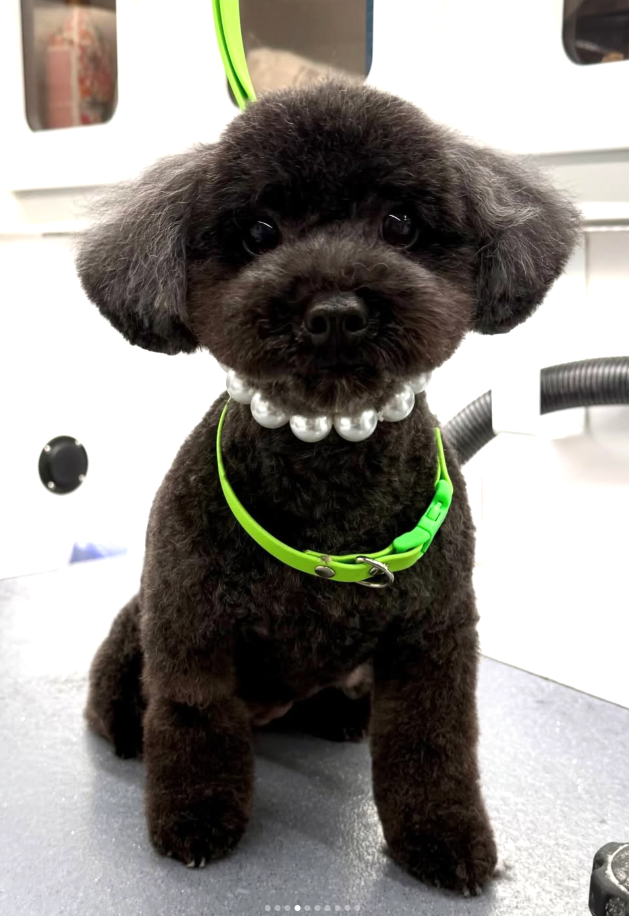 Grooming in Nashville, TN