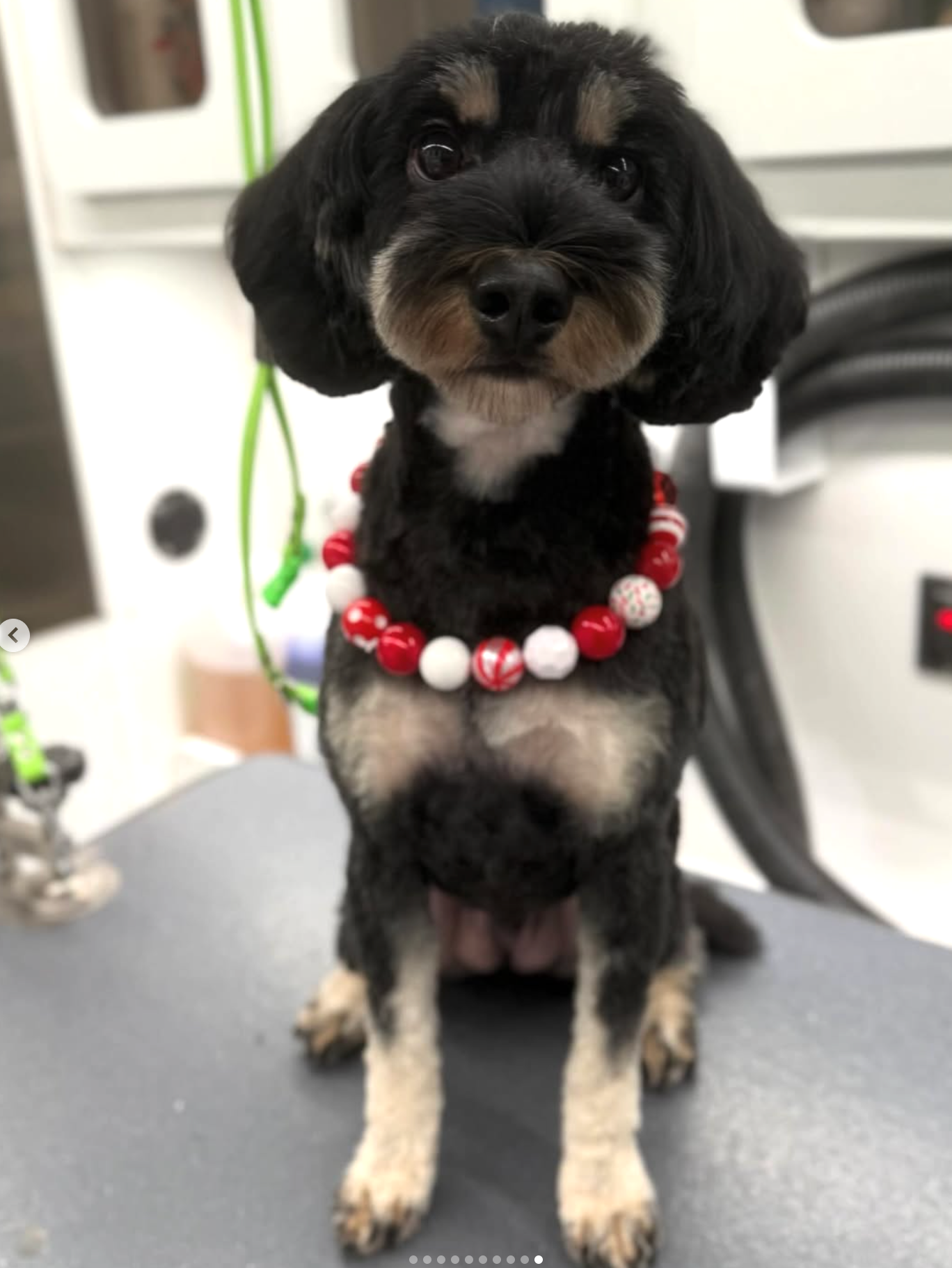 Grooming in Nashville, TN