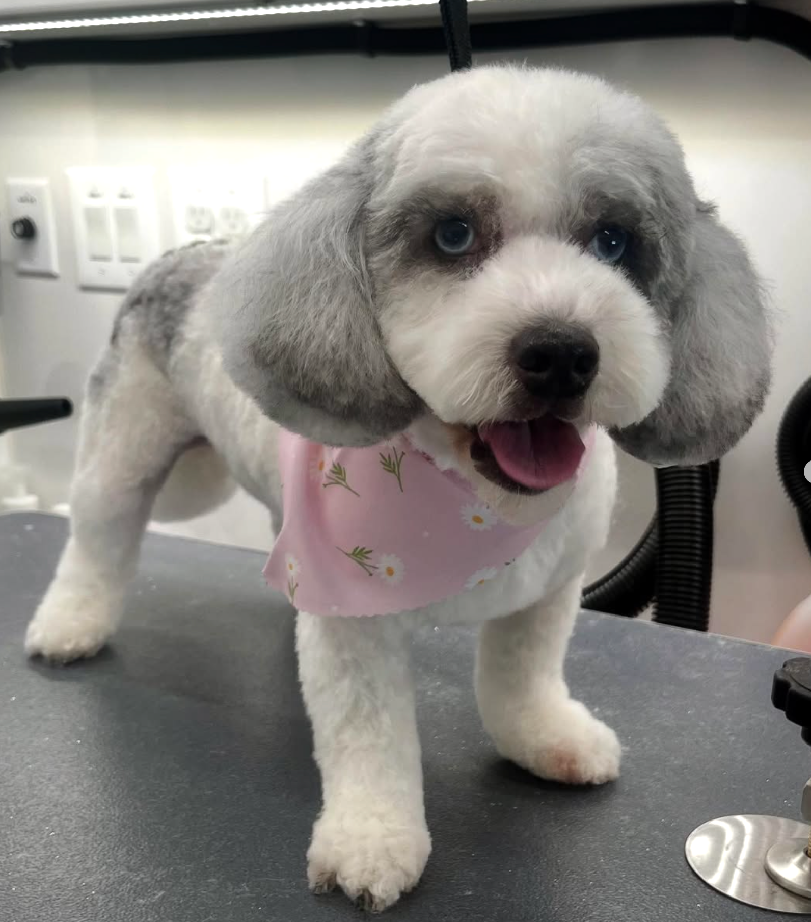 Grooming in Nashville, TN