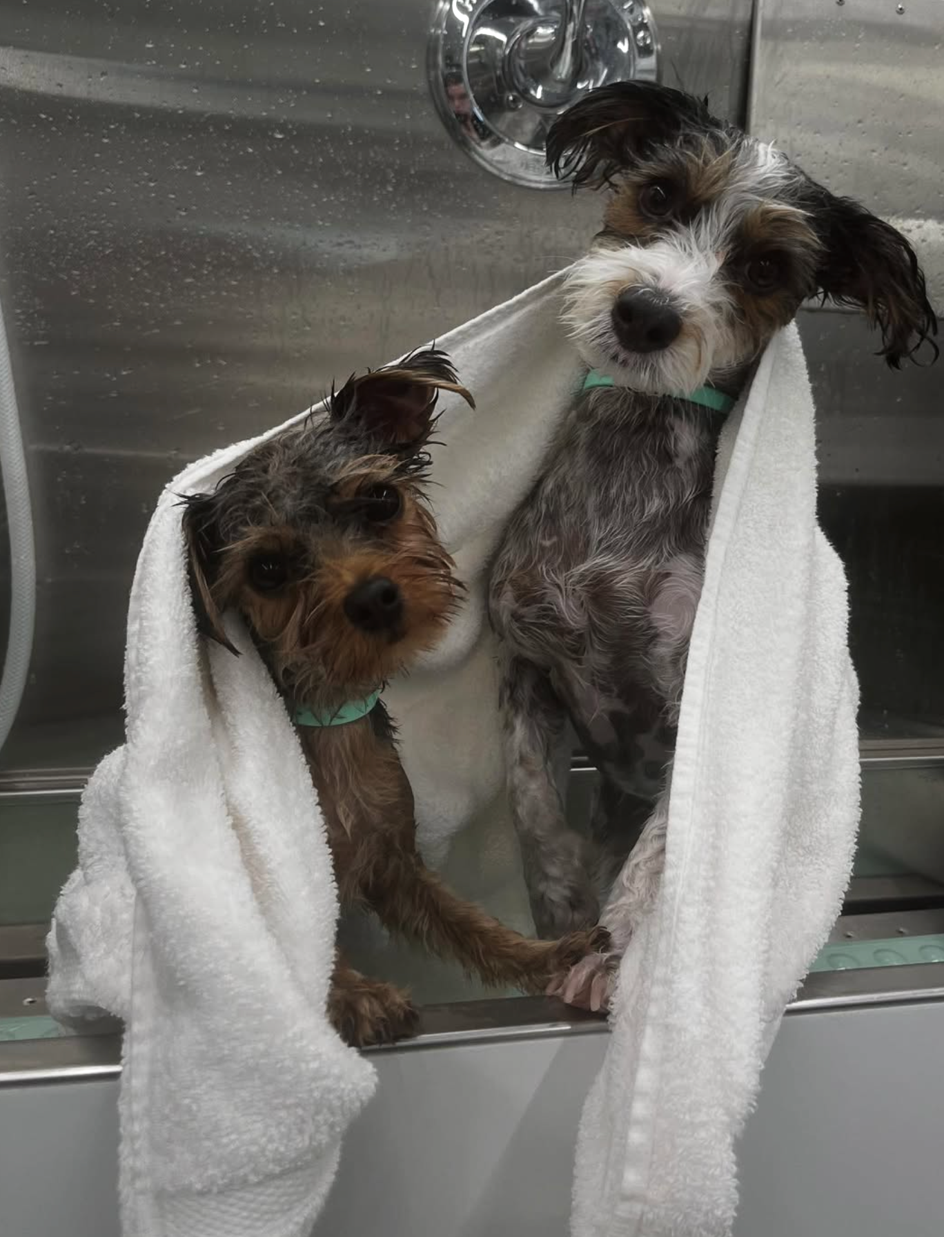 Grooming in Nashville, TN