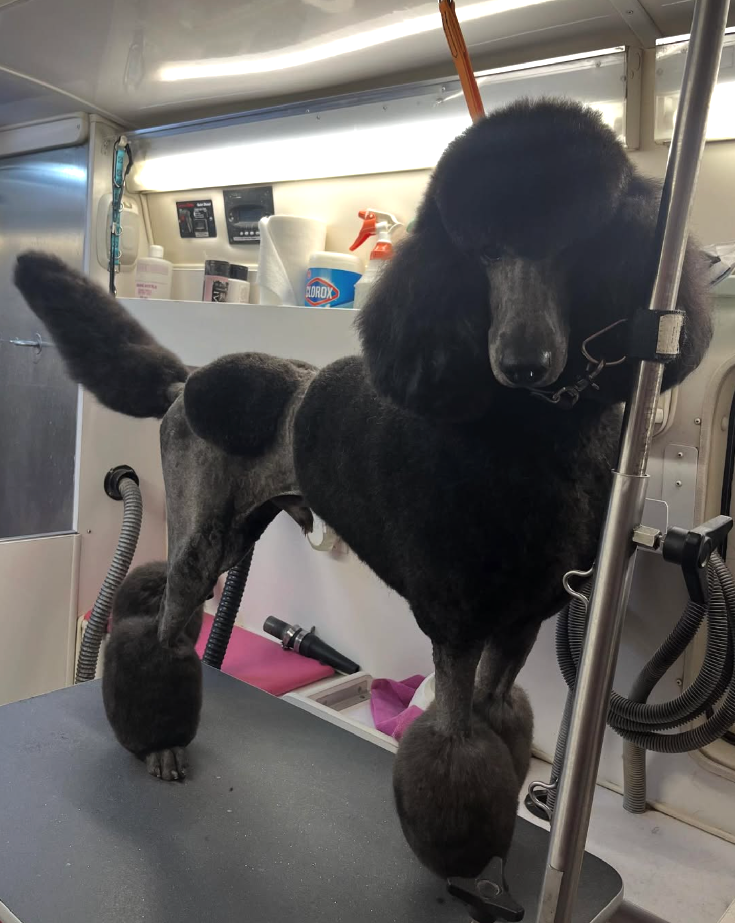 Grooming in Nashville, TN