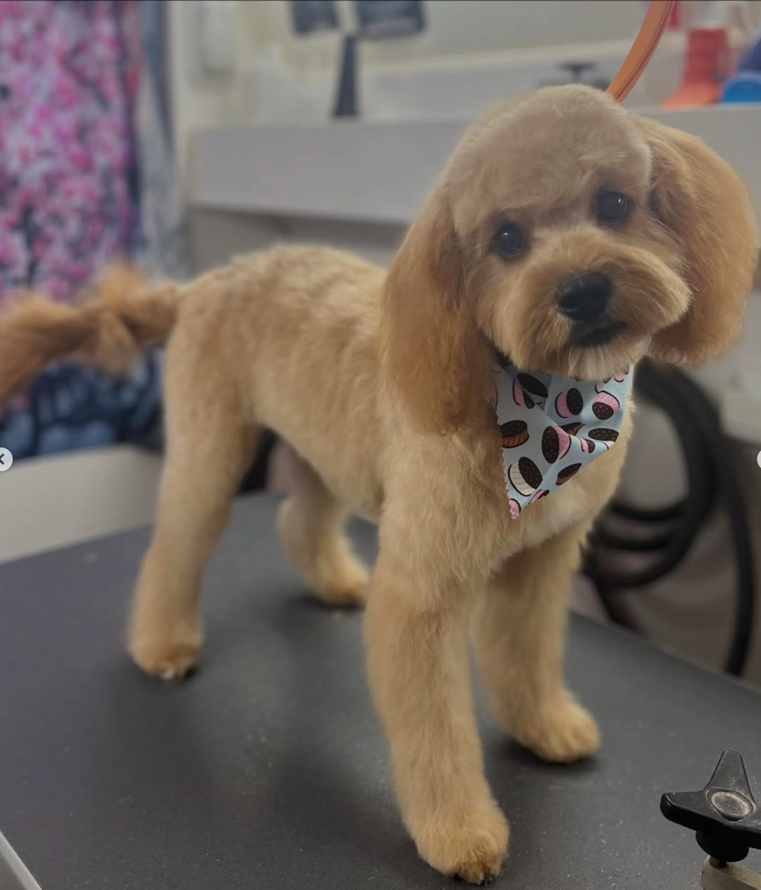 Grooming in Nashville, TN