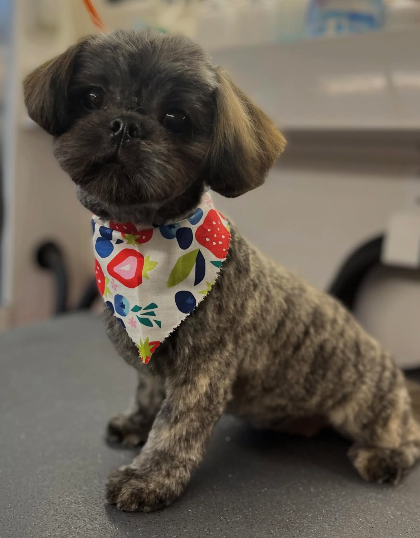 Grooming in Nashville, TN