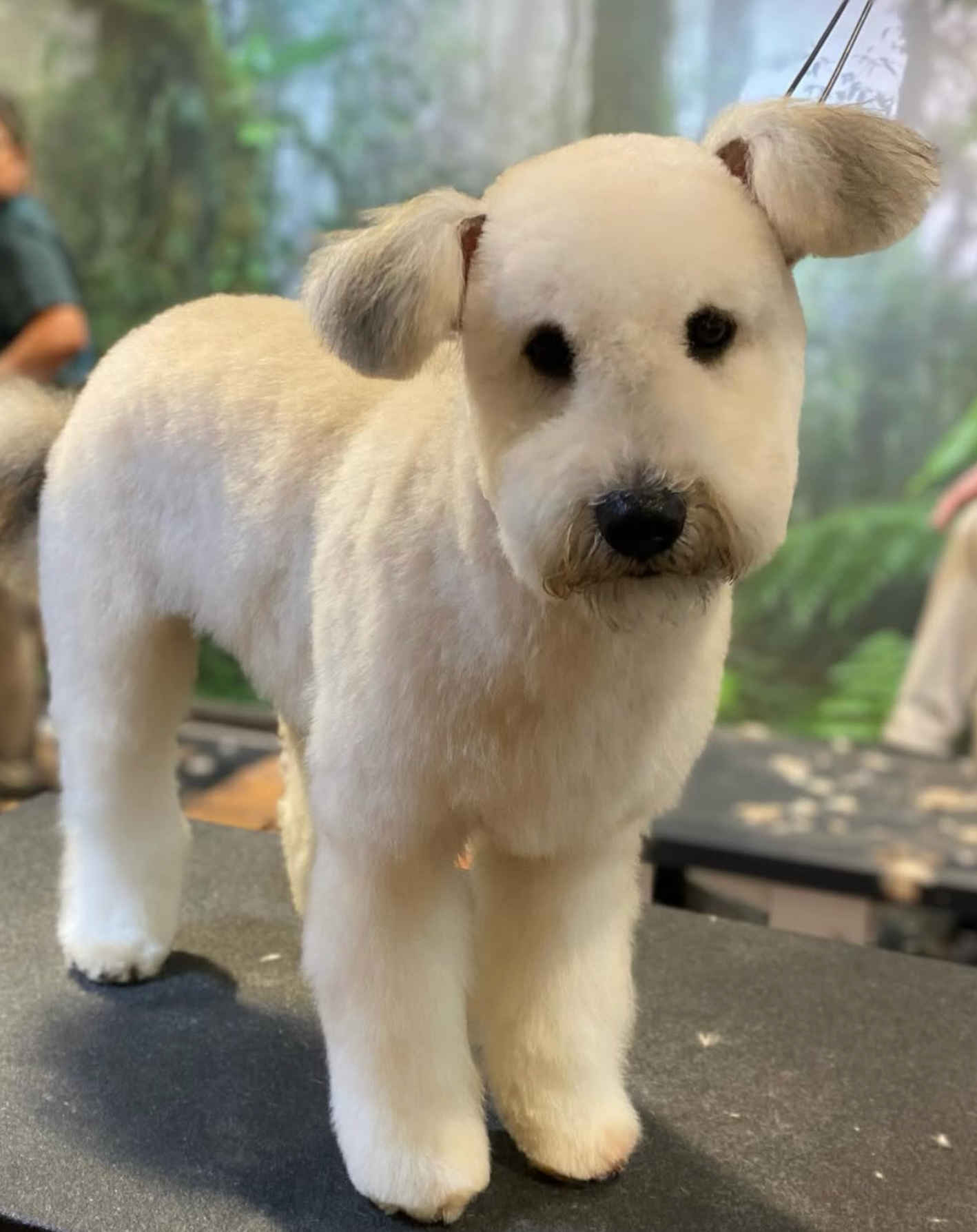 Grooming in Nashville, TN