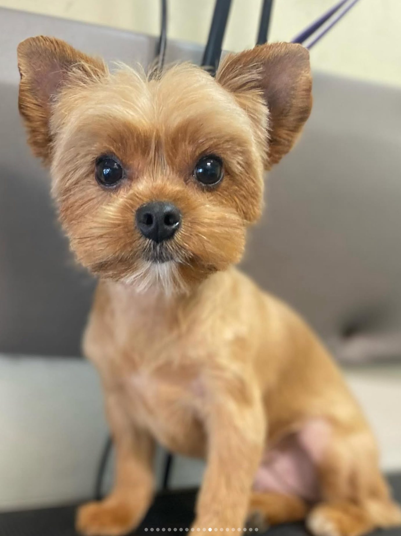 Grooming in Nashville, TN