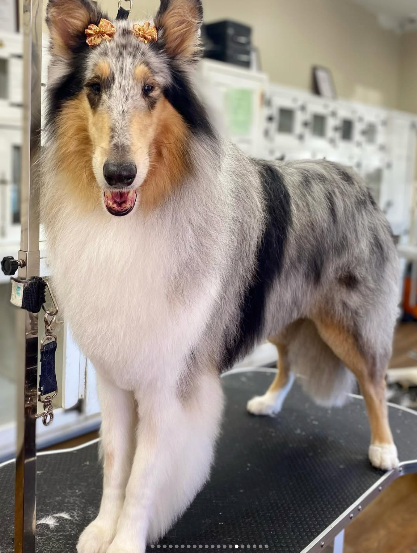 Grooming in Nashville, TN