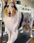 Grooming in Nashville, TN