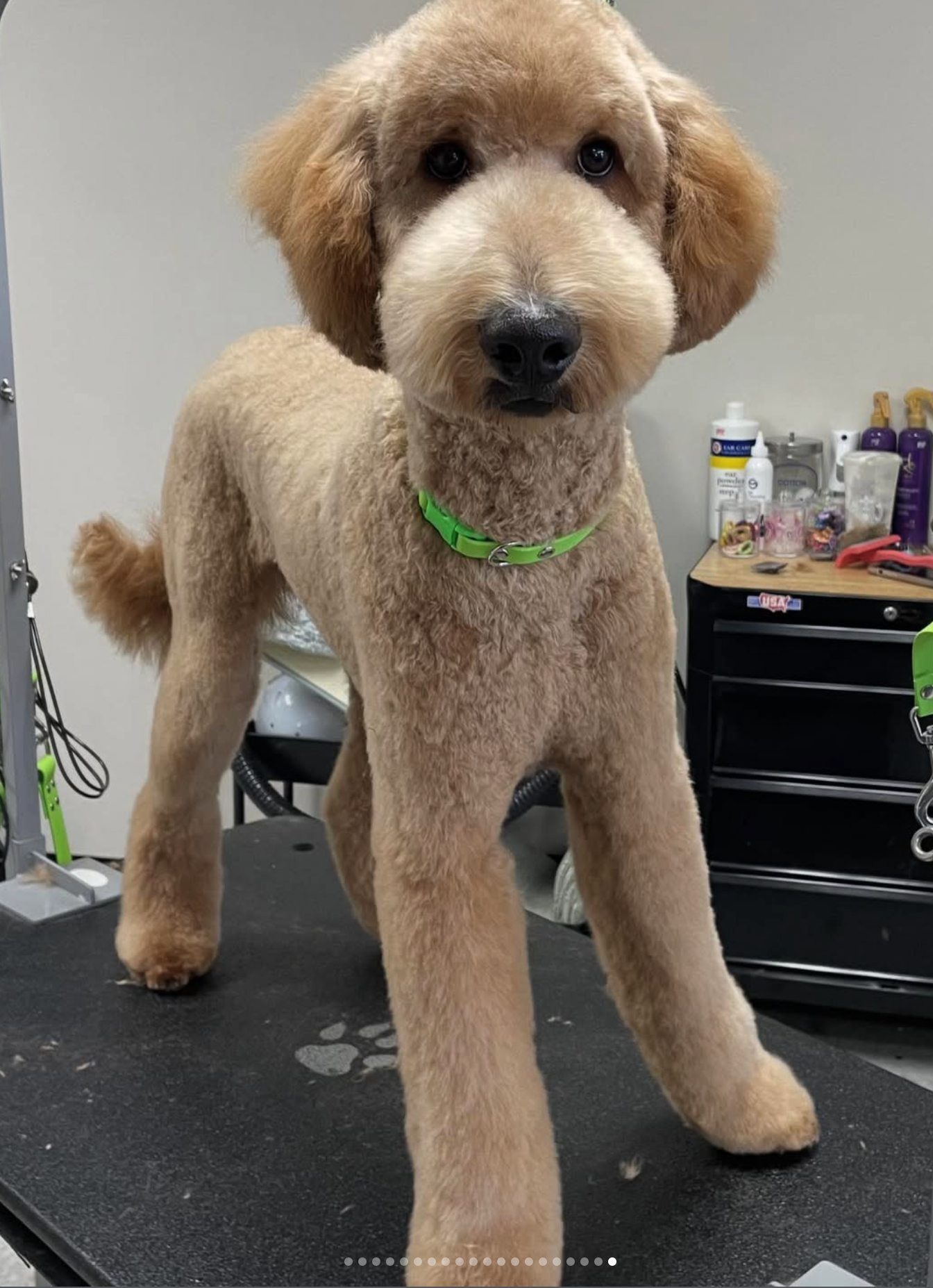 Grooming in Nashville, TN