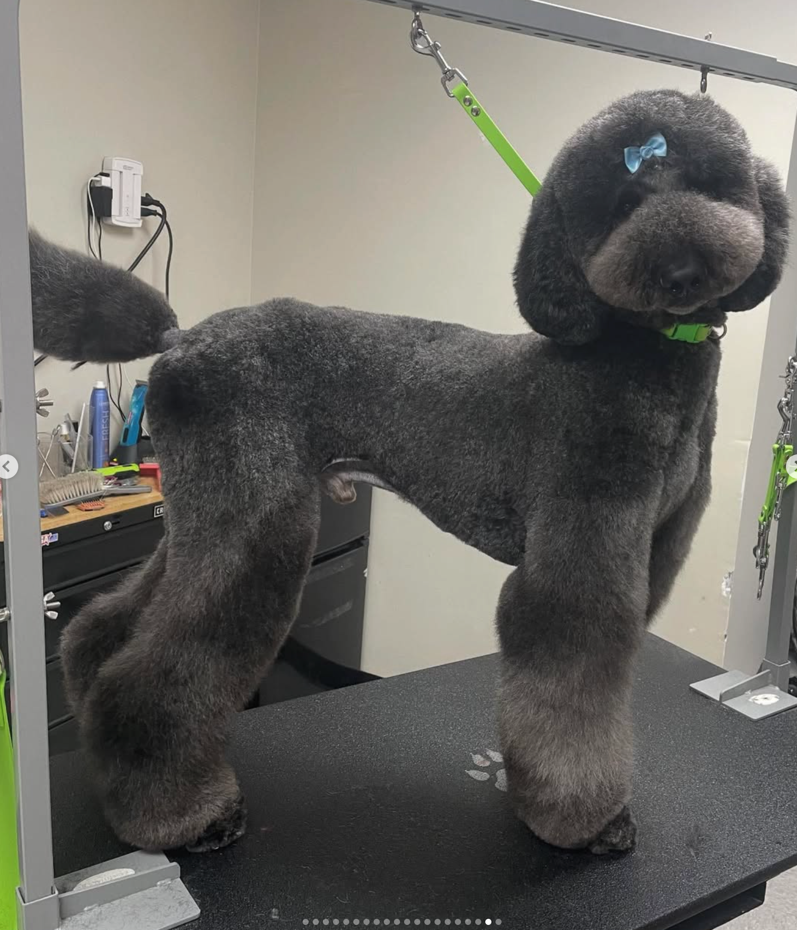 Grooming in Nashville, TN