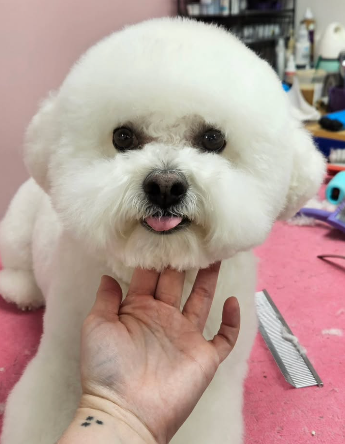 Grooming in Nashville, TN