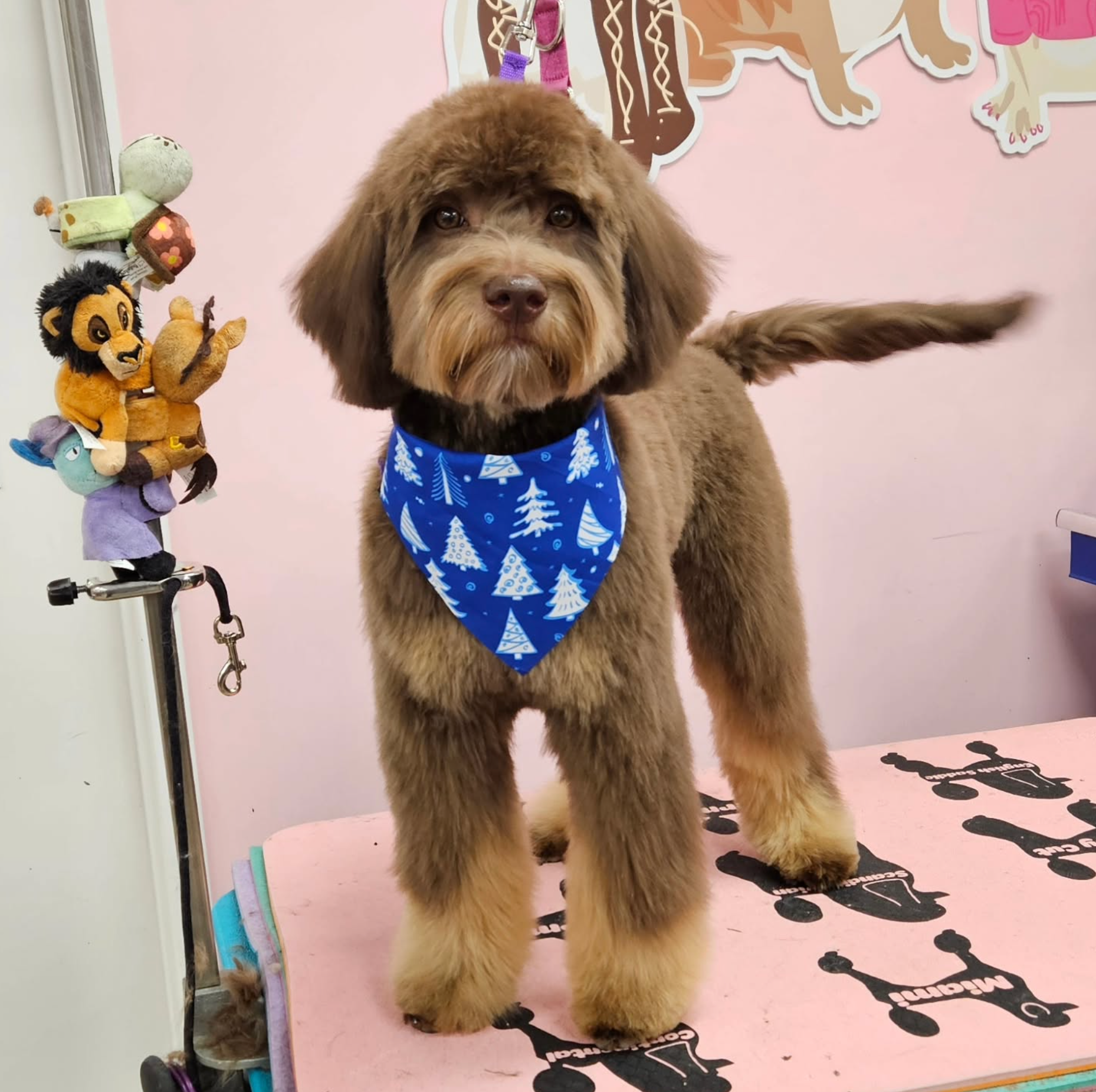Grooming in Nashville, TN