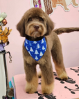 Grooming in Nashville, TN