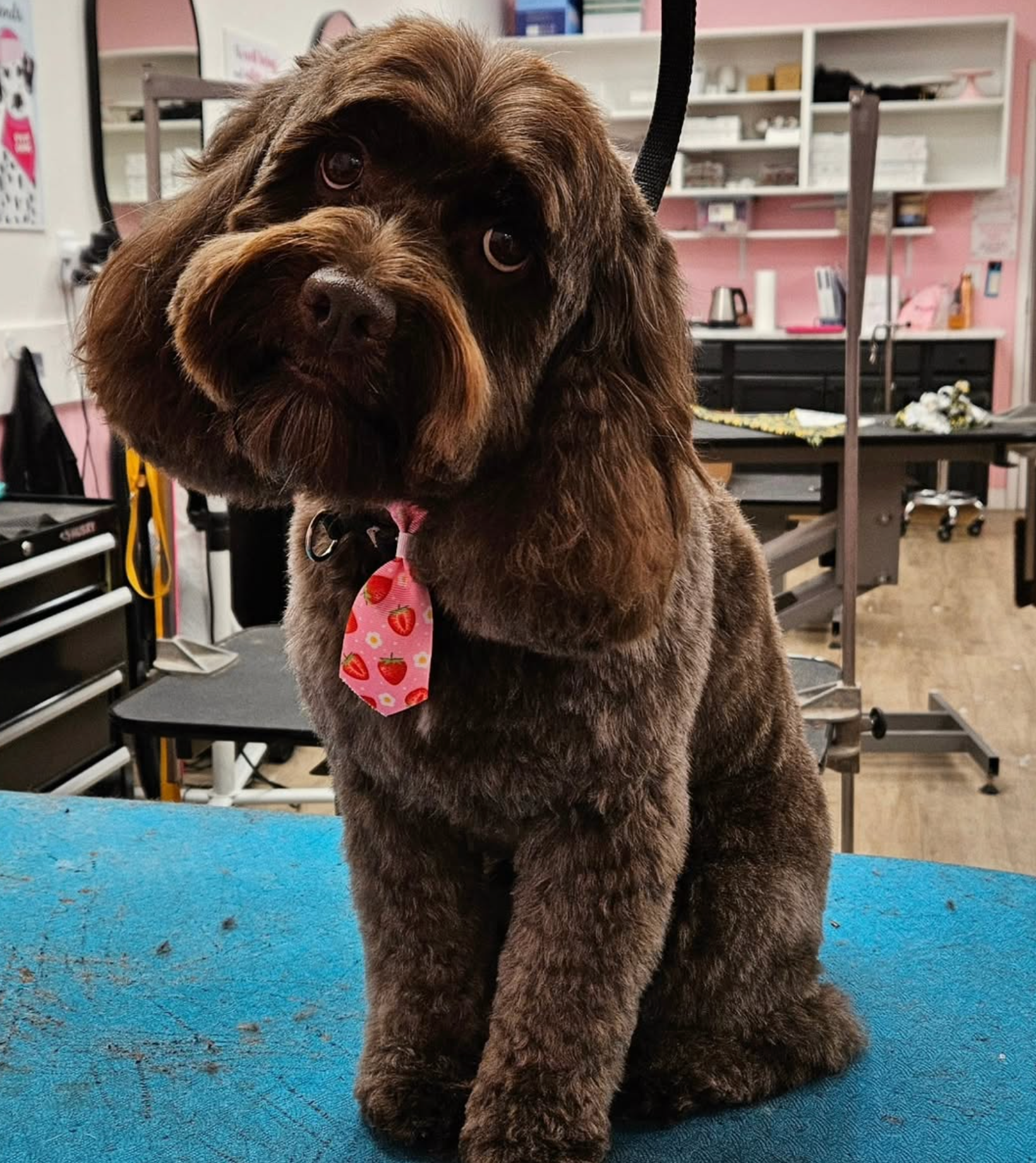 Grooming in Nashville, TN