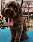Grooming in Nashville, TN