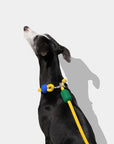 Vetreska Connect Hands-Free Rope Leash - Chroma