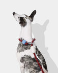 Vetreska Connect Hands-Free Rope Leash - Mist & Merlot