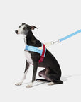 Vetreska Mist & Merlot Quick Fit Harness & Leash Set