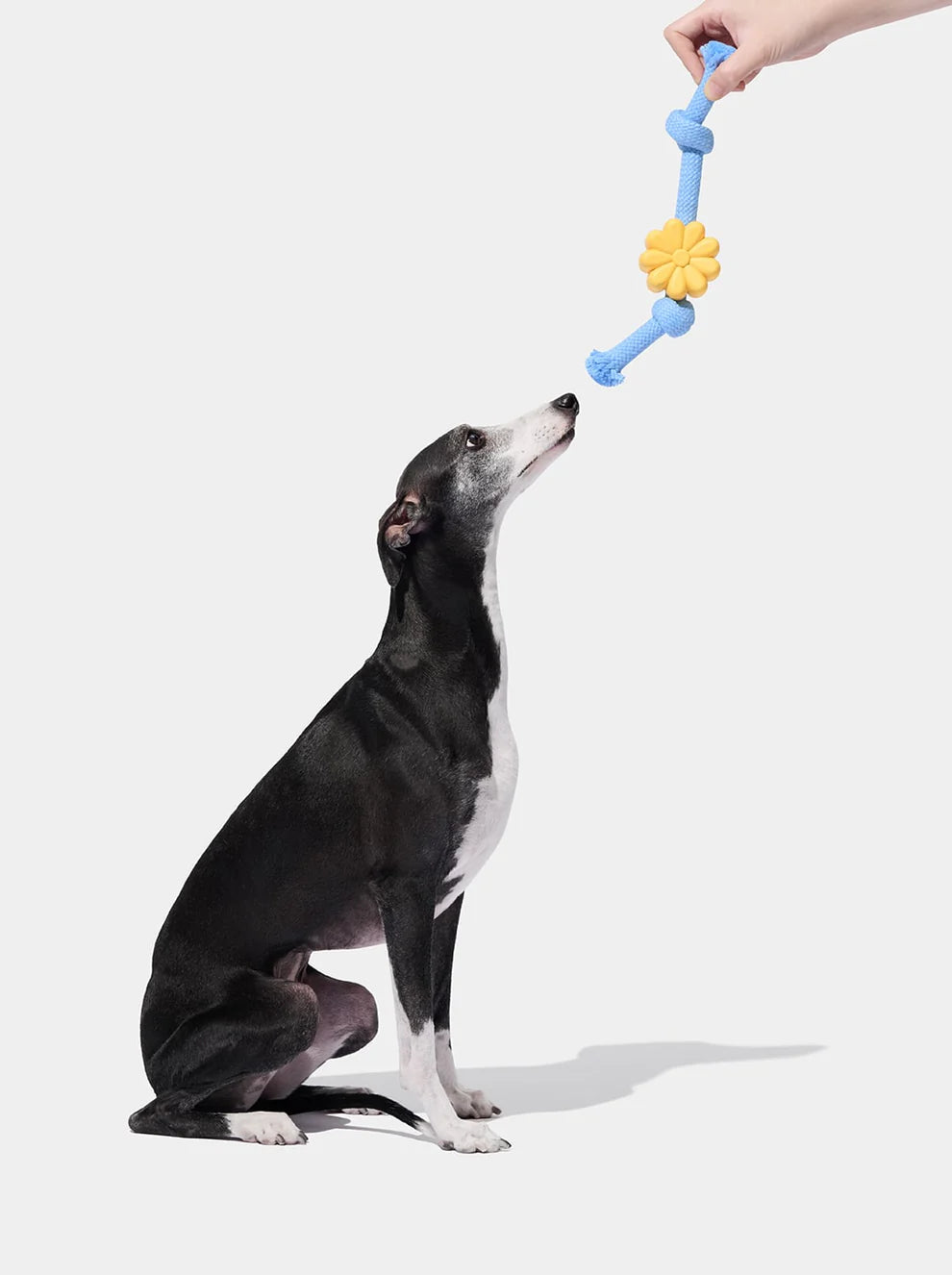Vetreska Playful Charm Knot Rope Toy - Daisy