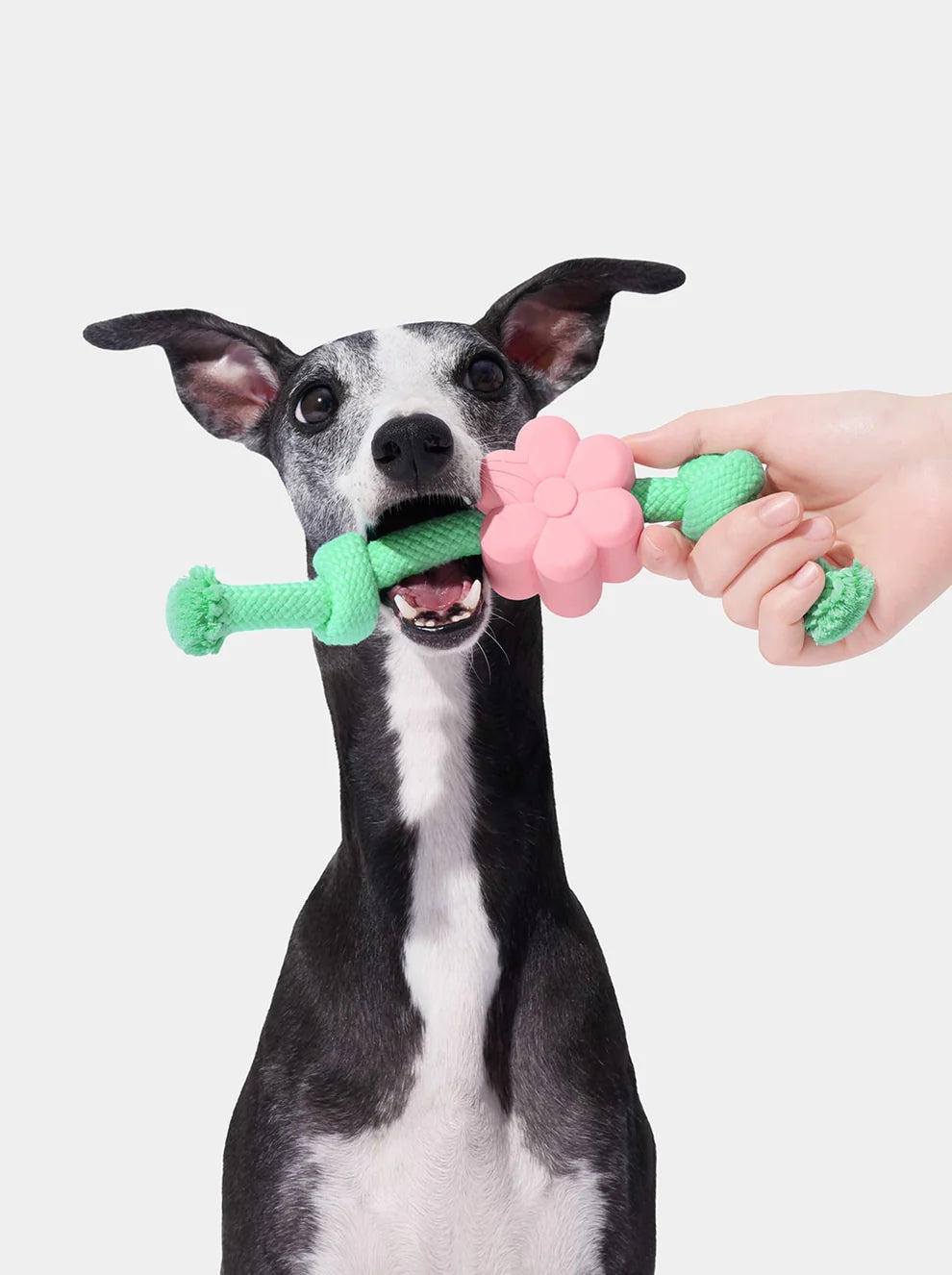 Vetreska Playful Charm Knot Rope Toy - Flora