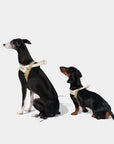 Vetreska Santal Forest Pet Harness & Leash Set